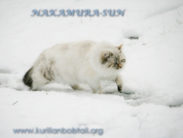 Белла любит прогуляться по снежку