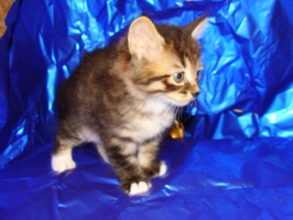 dsc03342-k